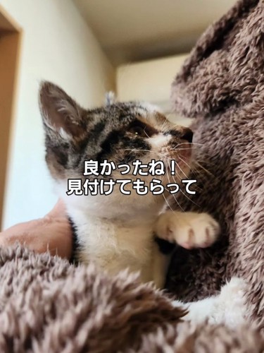 抱っこされ見上げる子猫