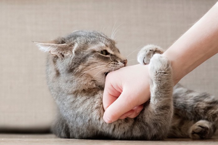 腕に噛みつく猫