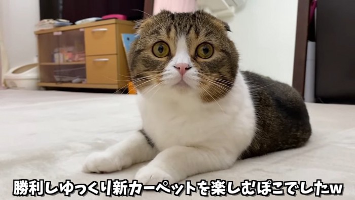 寝そべる猫