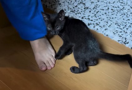 振り向く子猫2