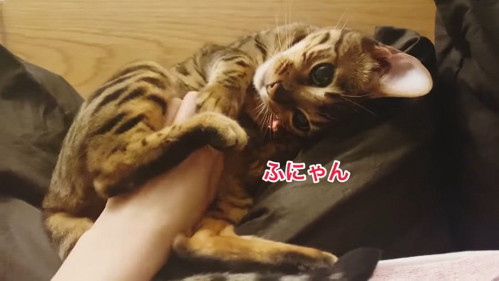 お腹をなでられて丸くなる猫