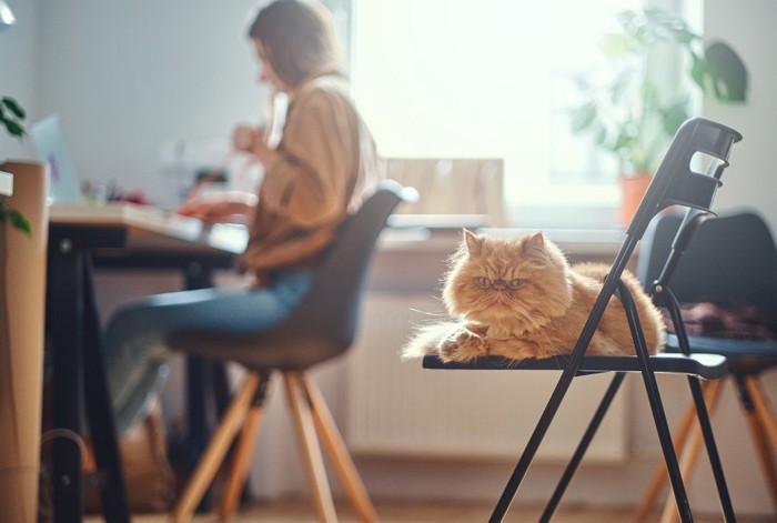 椅子に乗った猫とデスクの女性