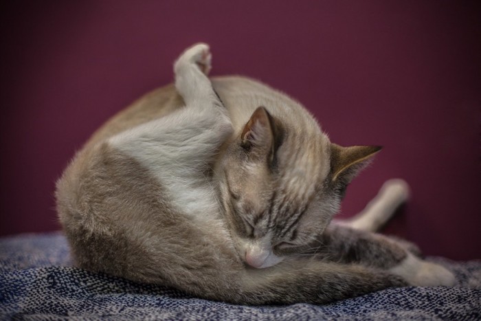 お尻が気になる猫