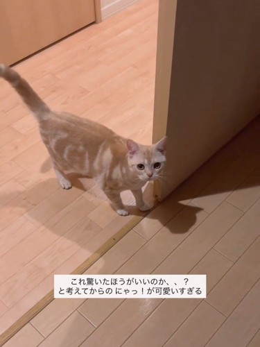 見上げる猫