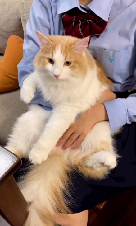 猫を抱っこする女の子