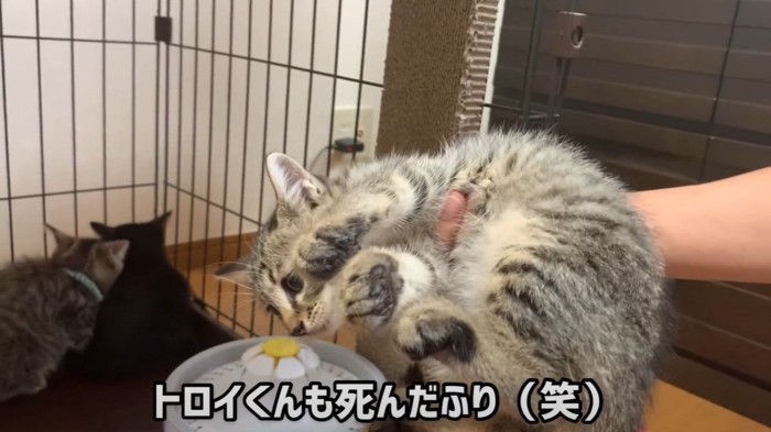 死んだふりをする子猫