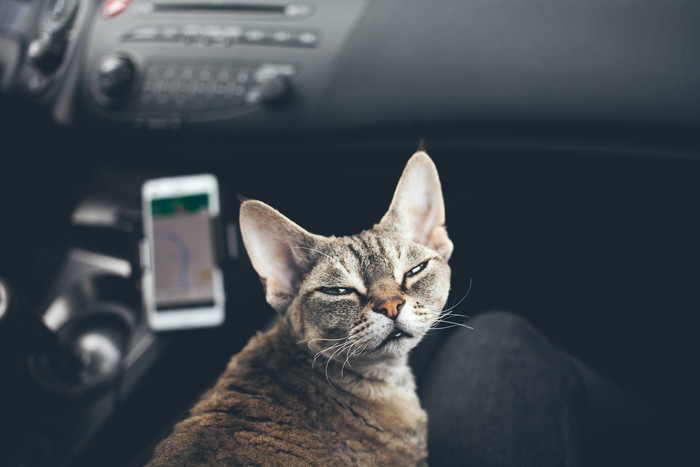 車内でこちらを向く猫