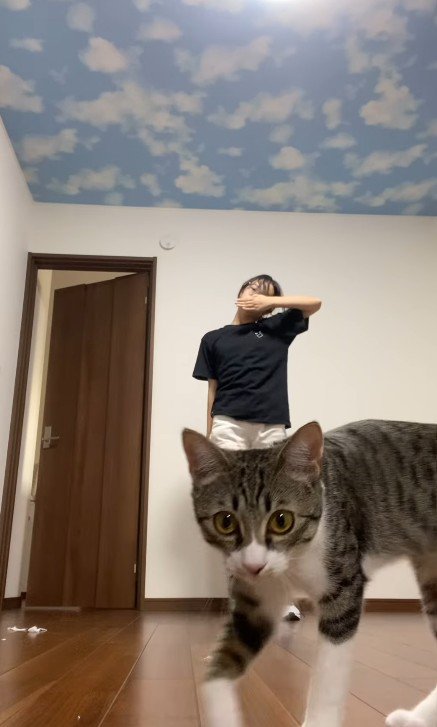 カメラに近づく猫