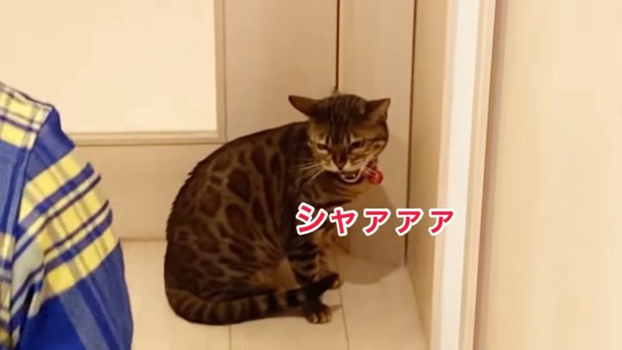 怒っている猫