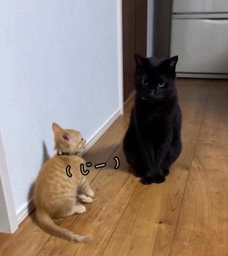 黒猫の顔を見つめる子猫