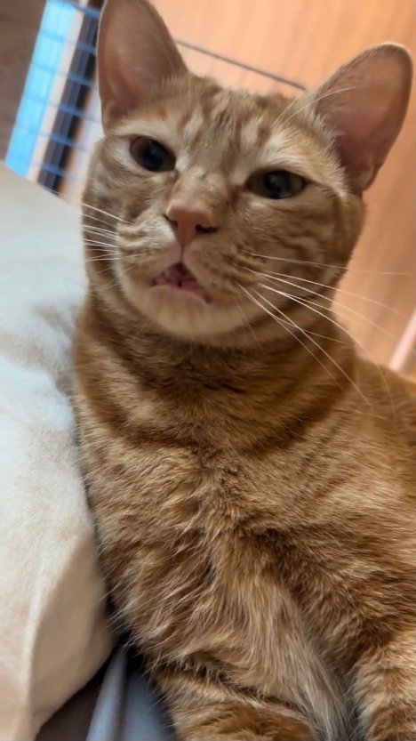 少し目を細めて鳴く猫