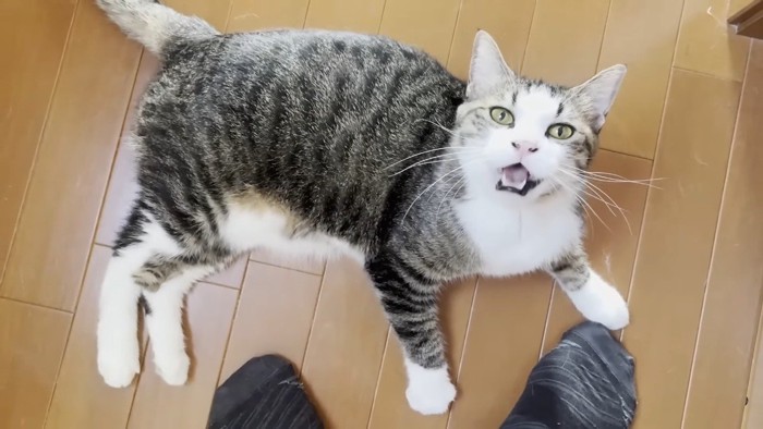 ゴロンで鳴く姿