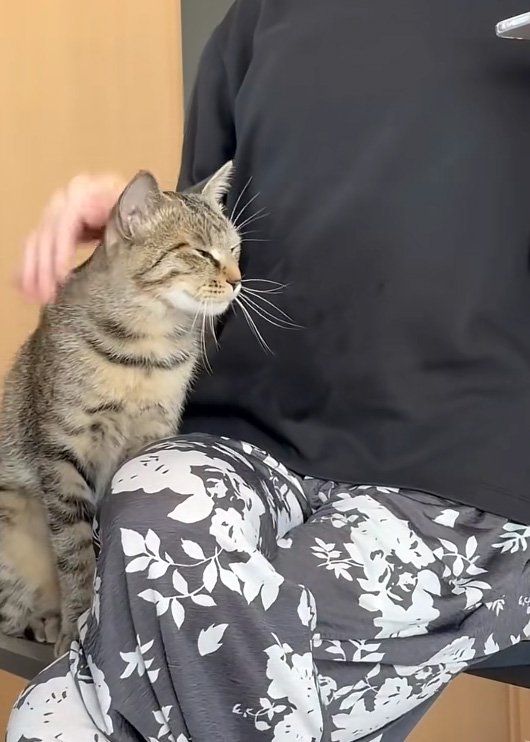 幸せそうな猫