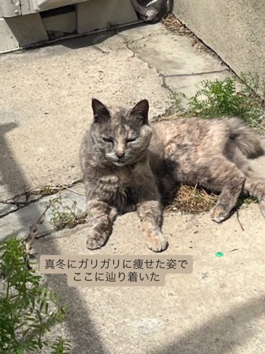 外にいる猫