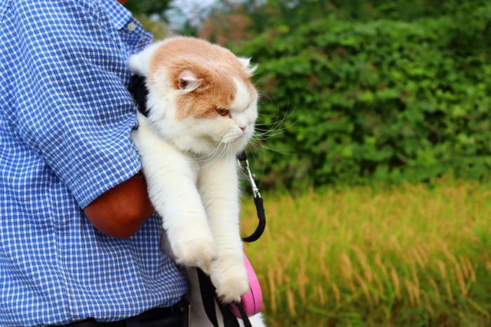 外で抱っこされている猫