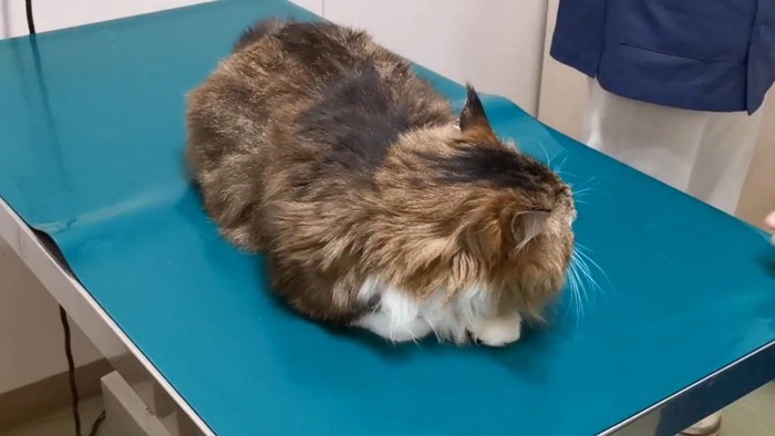 そっぽを向く姿