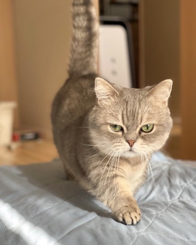 歩く猫