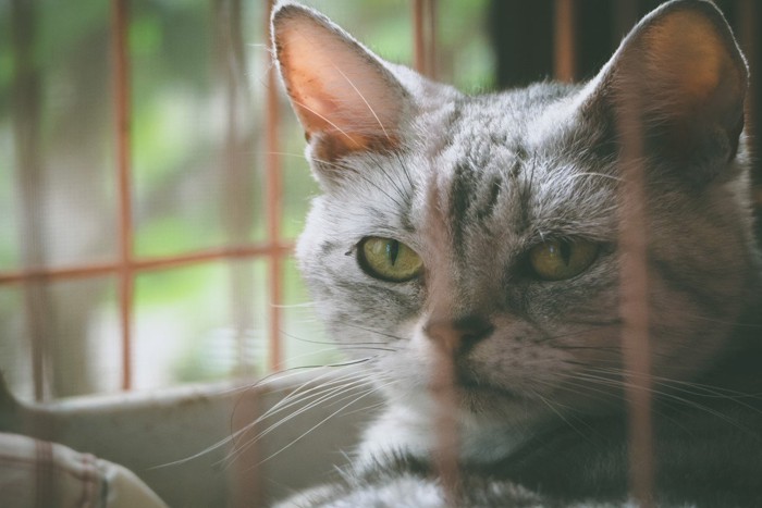 ケージの中の猫