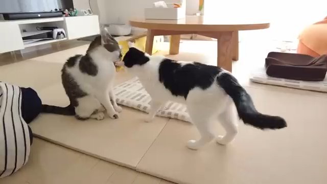 頭突きする猫