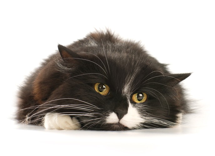 不満そうな表情で床に伏せている猫