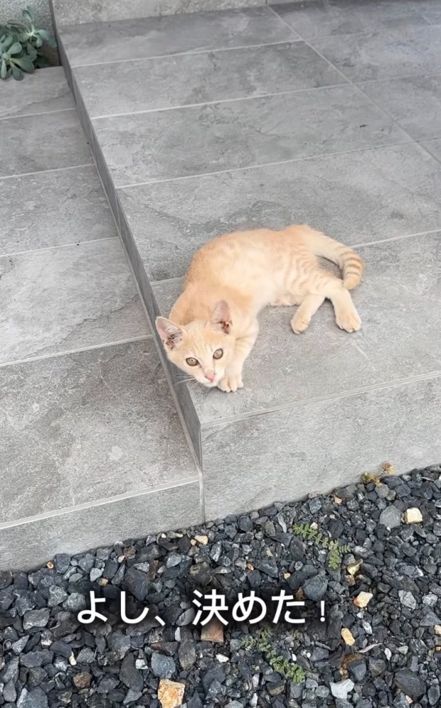 こちらを見つめる子猫