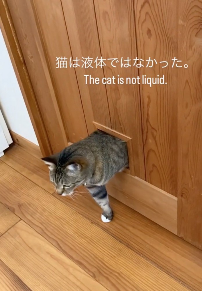 猫専用ドアを通り抜けようとする猫さん