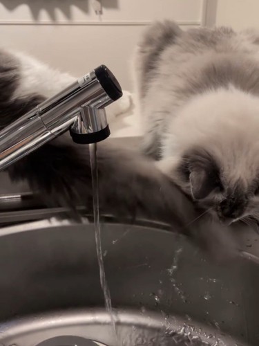 しっぽが顔に当たっている猫