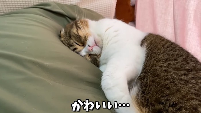 寝ている猫