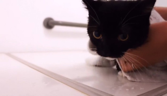 タオルで拭かれる子猫