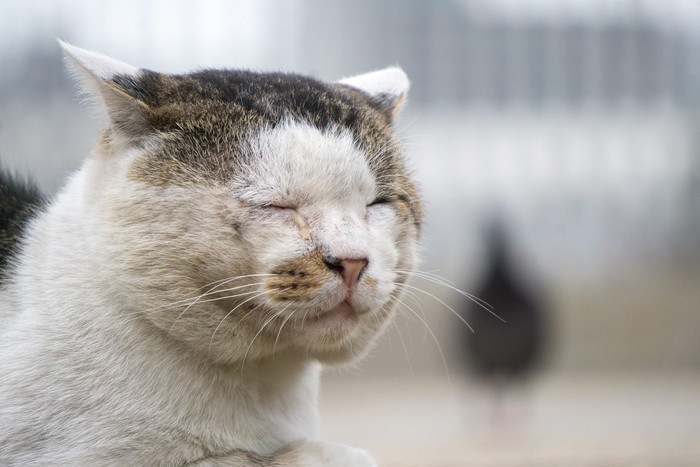 目をつむる野良猫