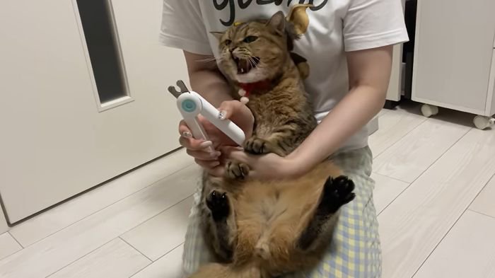 シャーと怒るみにらくん