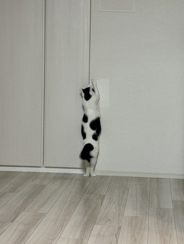 シート剥がそうとする猫