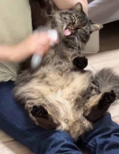右手を上げる猫