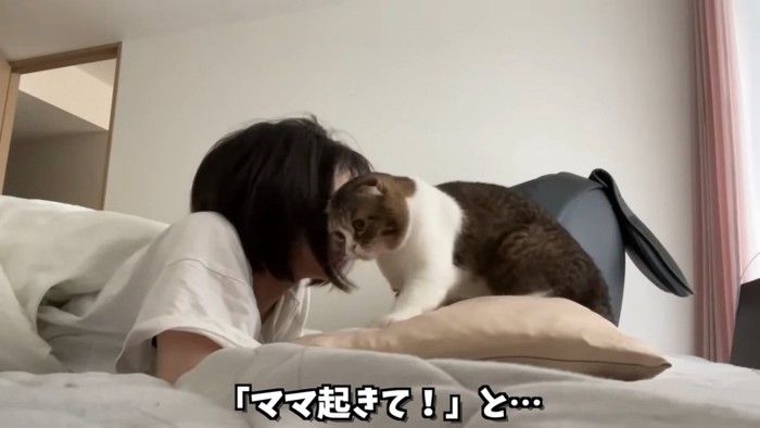 枕の上に座る猫