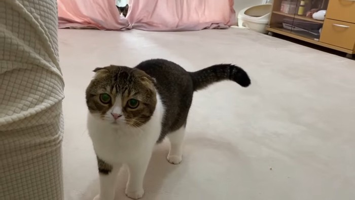 立っている猫