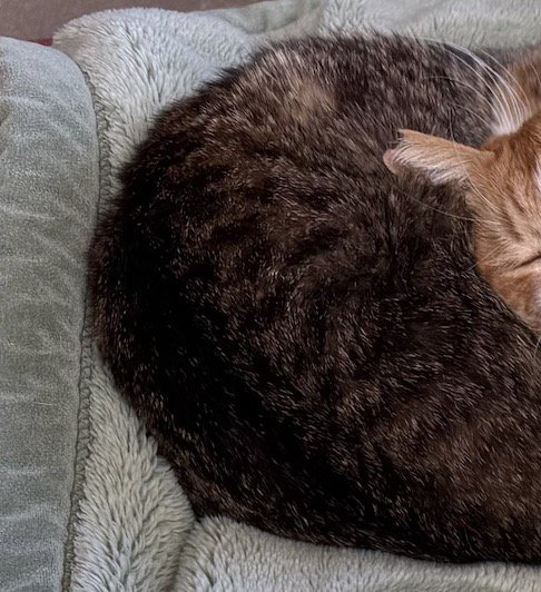 猫に頭を乗せられているキジ白猫