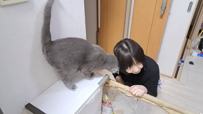 飼い主と遊ぶ猫