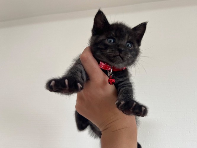 抱き上げられる子猫