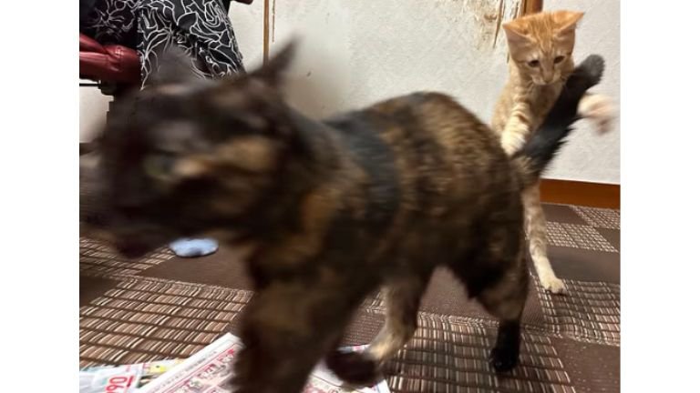 猫と遊ぶ子猫