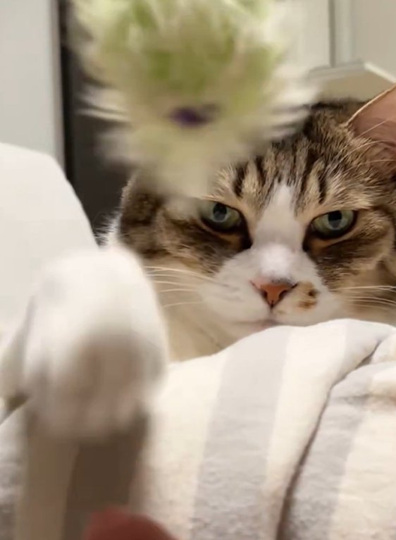 前脚に置かれたオモチャを投げる猫