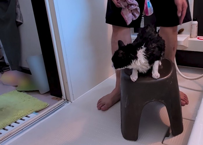 脱衣所に出て行かない猫