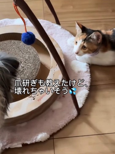 爪とぎで遊ぶ犬を見る猫