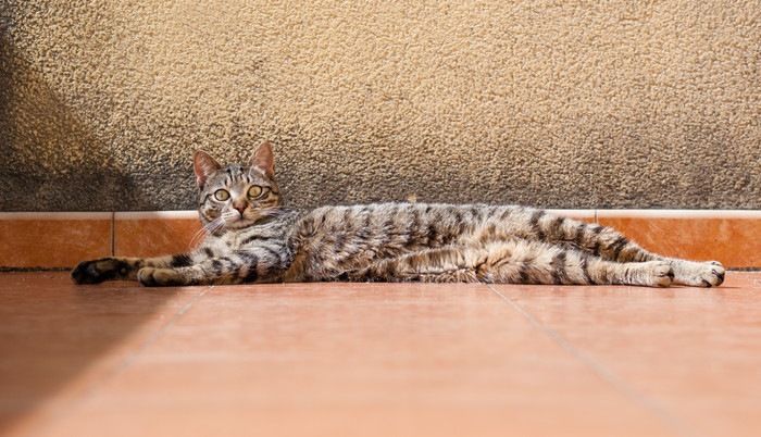 横に長い猫