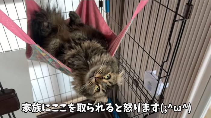 ハンモックでくつろぐ猫