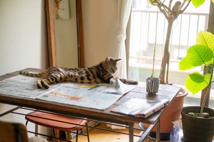 広げた新聞紙の上に乗る猫