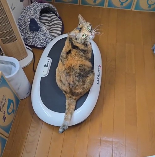 ダイエットマシンに乗って動くのを待っている猫