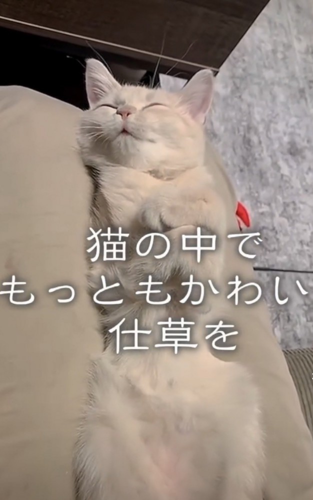 目を閉じている猫