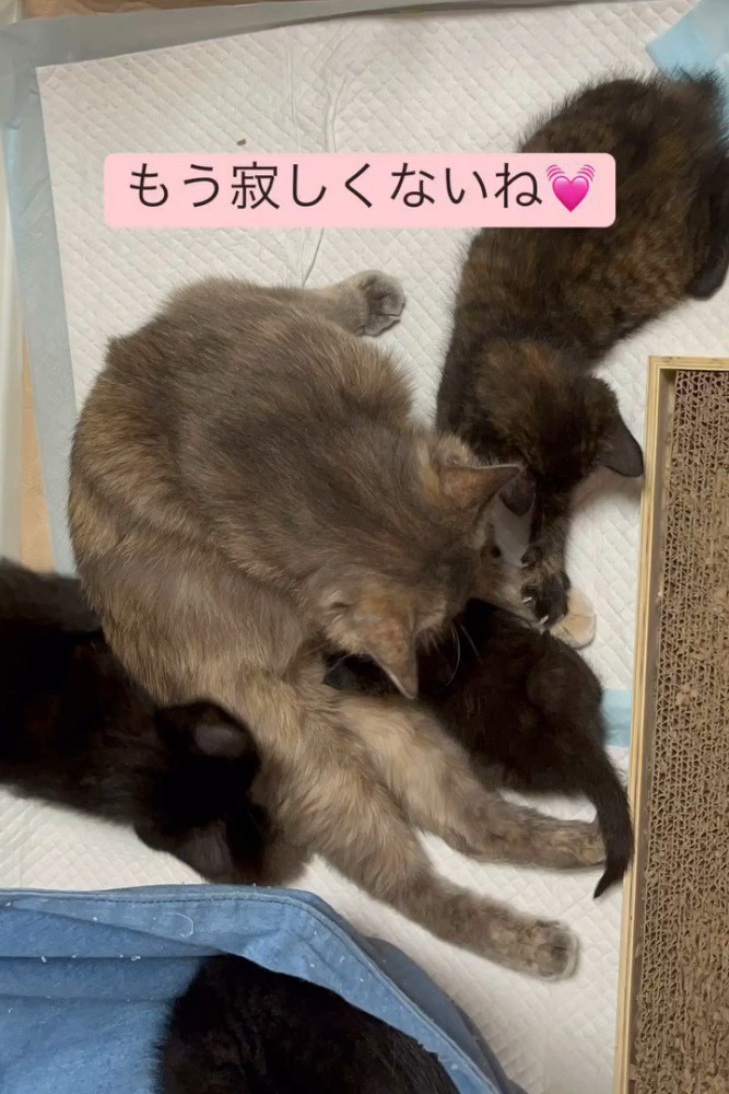 母猫と子猫たち