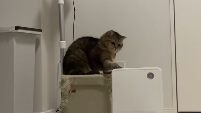 右手でなでるように猫パンチ