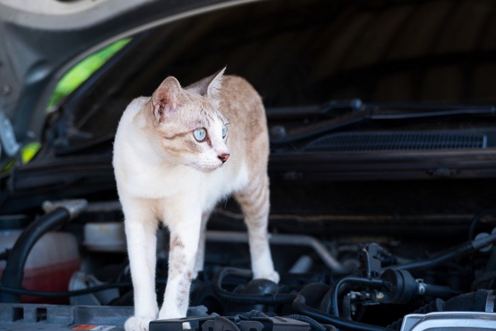 車のエンジンに乗っている猫